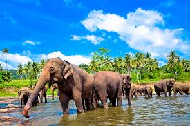 Sri Lanka